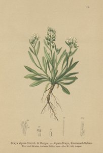 Sima északi sziklatorma (Braya alpina, Sisymbrium alpinum) alkotó: German School