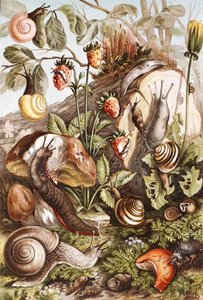 Csigák, tányér a "Brehms Tierleben: Allgemeine Kunde des Tierreichs"-ből, 10. kötet, 336. o., kiadó: Bibliographisches Institut alkotó: German School