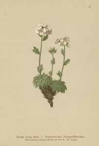Hófehér Whitlow-fű (Draba nivea) alkotó: German School