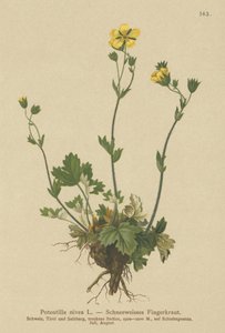 Havas cinquefoil (Potentilla nivea) alkotó: German School
