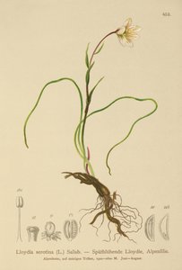 Snowdon Lily (Lloydia serotina, Gagea serotina, Lloydia alpina, Lloydia striata) alkotó: German School