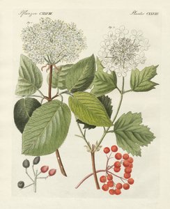 Néhány fajta guelderrózsa (színes metszet) alkotó: German School