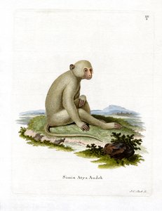 Kormos mangabey (színes metszet) alkotó: German School