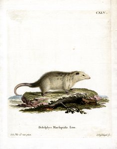 Southern Opossum (színes metszet) alkotó: German School