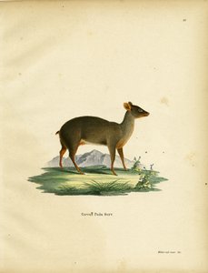Dél-Pudu alkotó: German School