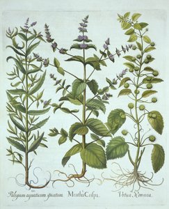 Fodormenta, római csalán és hosszú levelű lómenta, a Hortus Eystettensisből, Basil Besler (1561-1629), pub. 1613 (kézzel színezett metszet) alkotó: German School