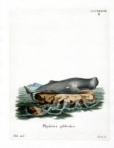 Sperma (színes metszet) alkotó: German School