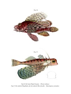 Spotfin Lionfish (színes litó) alkotó: German School