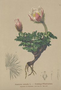 Tavaszi kökörcsin (Anemone vernalis, Pulsatilla vernalis) alkotó: German School