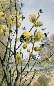 Tavasz a rovarvilágban, Brehms Tierleben lemez: Allgemeine Kunde des Tierreichs, 9. kötet, 216. o., a Bibliográfiai Intézet kiadása, 1892 alkotó: German School