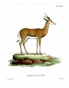 Springbok (színes metszet) alkotó: German School