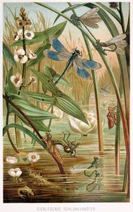 A Damselfly fejlődési szakaszai, Brehms Tierleben, pub. 1860-as évek színes litográfia, 1860. alkotó: German School