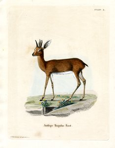 Steenbok (színes metszet) alkotó: German School