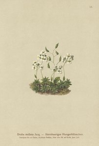 Csillagos Whitlow-fű (Draba stellata) alkotó: German School