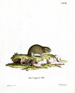 Steppe Lemming (színes metszet) alkotó: German School
