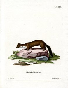 Stone Marten (színes metszet) alkotó: German School