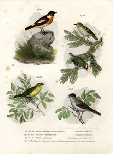 Stonechat, 1864 alkotó: German School