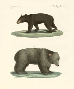 Furcsa medvék (színes metszet) alkotó: German School