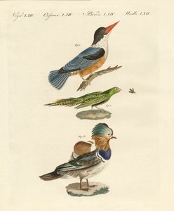 Furcsa madarak (színes metszet) alkotó: German School