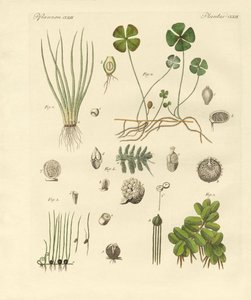 Furcsa növények (színes metszet) alkotó: German School