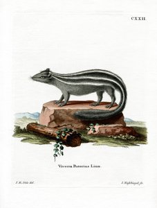 Csíkos Skunk (színes gravírozás) alkotó: German School