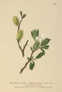 Svájci fűz (Salix Helvetica, Salix Lapponum) alkotó: German School