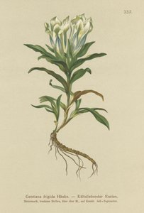 Tauern Gentian (Gentiana frigidum) alkotó: German School