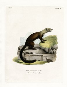 Tayra (színes metszet) alkotó: German School
