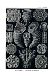 Tetracoralla, 1899-1904 alkotó: German School