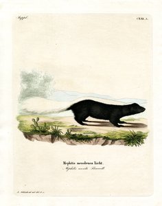 Texan Skunk (színes metszet) alkotó: German School