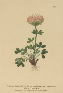 Thals lóhere (Trifolium Thalii, Trifolium caespitosum) alkotó: German School