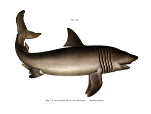 The Basking Shark (színes litó) alkotó: German School