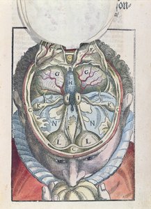 Az agy, az Ophthalmodouleia-ból Georg Bartisch (1535-1636) Drezdában 1583-ban (színes fatömbnyomat)