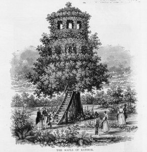 A Ratibori juhar, Szilézia, 1893