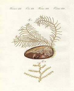 A sertularius hidroid (színes metszet) alkotó: German School