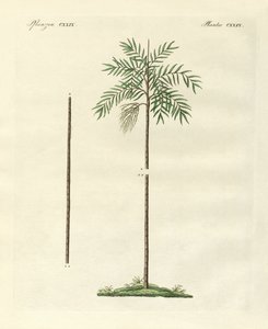 Új-Írország karcsú tenyere (színes gravírozás) alkotó: German School