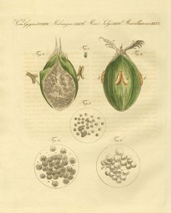 A búza ustilaginomycotina (színes metszet) alkotó: German School