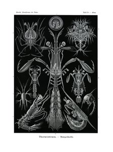 Thoracostraca, 1899-1904 alkotó: German School
