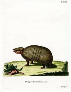 Háromsávos Armadillo (színes metszet) alkotó: German School