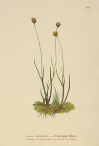 Háromhéjú rózsa (Juncus triglumis) alkotó: German School