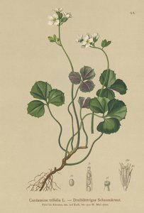 Háromlevelű keserűtorma (Cardamine trifolia) alkotó: German School