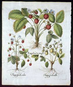 Három fajta eper, 116-os tányér, a Hortus Eystettensis, Basil Besler (1561-1629) kocsmából 1613-ban (kézzel színezett metszet) alkotó: German School
