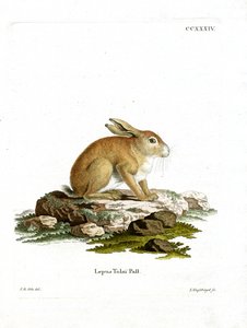 Tolai Hare (színes metszet) alkotó: German School