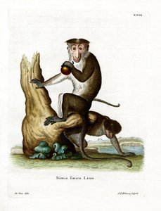 Toque Macaque (színes metszet) alkotó: German School
