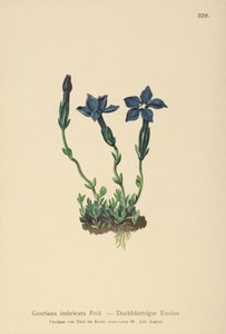 Triglav encián (Gentiana terglouensis, Gentiana imbricata) alkotó: German School