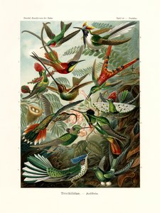 Trochilidae, 1899-1904 alkotó: German School