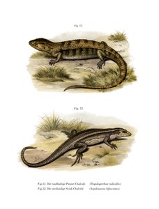 Tropidogerrhon rudicollis (színes litho) alkotó: German School