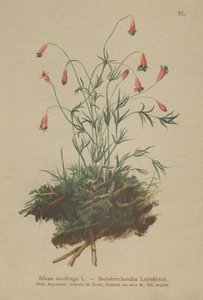 Bojtos gyomrú (Silene saxifraga) alkotó: German School