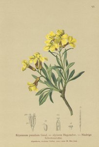Bojtos falvirág (Erysimum pumilum, Erysimum alpinum) alkotó: German School