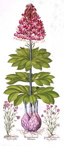 Turks Cap Lily és Dianthus, Hortus Eystettensisből, Basil Besler (1561-1629), pub. 1613 (kézzel színezett metszet) alkotó: German School